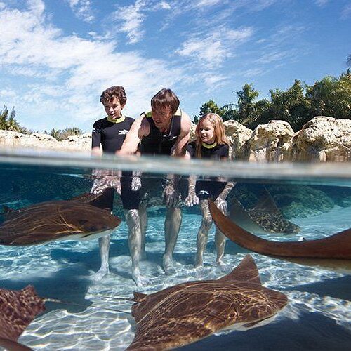 ray-lagoon